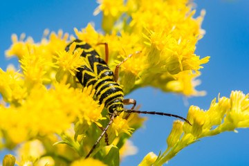 Locust Borer Beetle (Megacyllene robiniae)