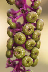 Phytolacca americana american pokeweed poke sallet or salad medium-sized toxic shrub with black, green and purple berries when they are immature and greenish-white florets