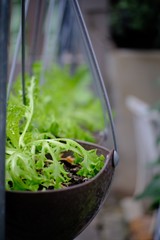 seedlings in greenhouse