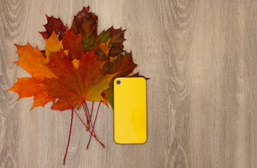 Technology still life, composition of gadget -  yellow smartphone with colorful autumn leaves on...