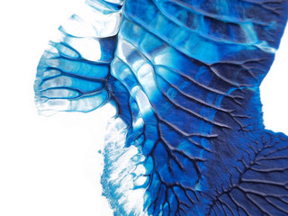 Blue and white acrylic painting texture on white paper background by using rorschach inkblot method.