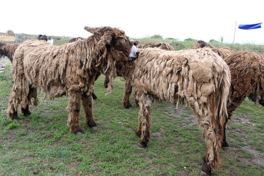 Ile de R&eacute; donkeys or Poitou donkeys. Were employed largely as working mules in the island&rsquo;s salt industry. Most distinguishing feature of Poitou donkeys is their long shaggy coat, called a cadanette