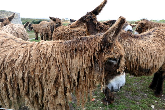 Ile de R&eacute; donkeys or Poitou donkeys. Were employed largely as working mules in the island&rsquo;s salt industry. Most distinguishing feature of Poitou donkeys is their long shaggy coat, called a cadanette