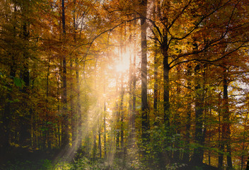 Fototapeta na wymiar Herbstwald im Sonnenaufgang
