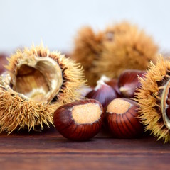 Kastanien mit Kastanienigel - Konzept - Deko - Werbung