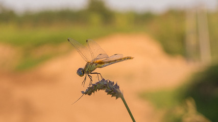 dragonfly