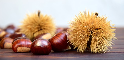 Esskastanien - Edelkastanien - Kastanien mit Kastanienigel