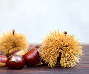 Kastanien mit Kastanienigel - Konzept - Deko - Werbung