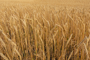 ears of wheat are ripe and ready for harvest