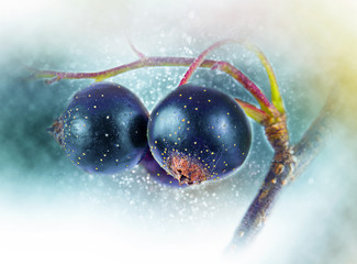 Blackcurrant. Bokeh, blur