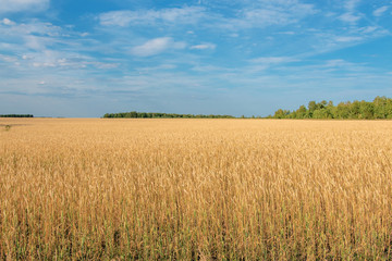 ears of wheat are ripe and ready for harvest