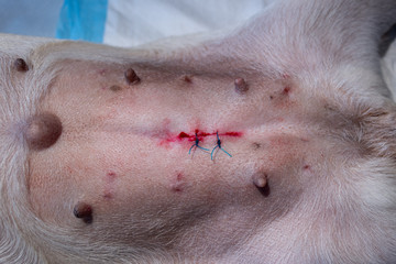 umbilical hernia in the dog. Two surgical sutures after surgery. The dog is lying on the operating table.