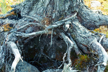 wild autumn forrest, roots of trees in mess background