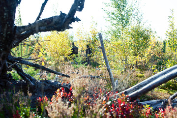 wild autumn forrest, roots of trees in mess background