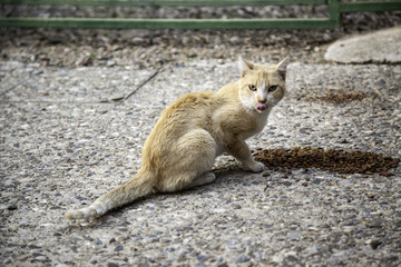 Cats living in the street