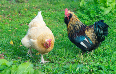 Cock with hen on background of the green herb