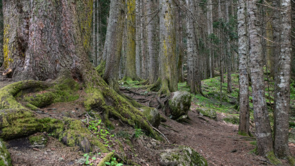 Green forest