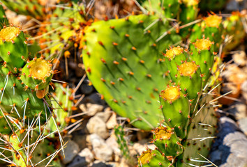 Beautiful view with cactus plants close up