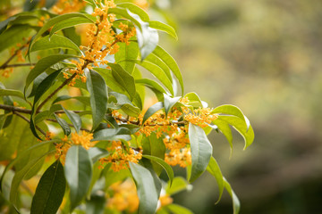 京都ぶらり、明るいキンモクセイ