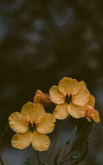 flor amarilla