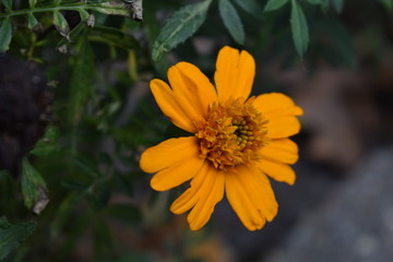Yellow Daisy