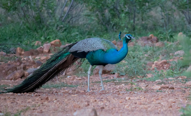 Indian National Bird Wild Beautiful Male Peacock sighted with closed feathers and having rice which is spread by humans as food for birds in ground at green forest plain in Tamilnadu South India Asia