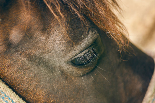 horse eyelashes close up. vintage photo of a horse's eye