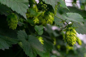 bright green chinook hop cones ready to harvest from the vine