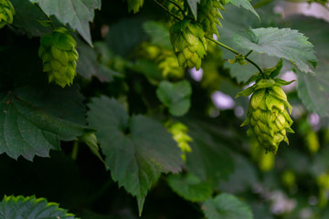 bright green chinook hop cones ready to harvest from the vine