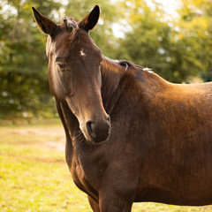 Fototapeta premium Pferd mit abgewandtem Kopf