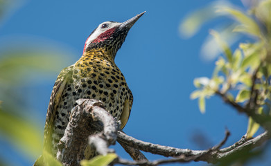 Pájaro carpintero