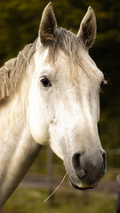 Obraz premium Weißes Pferd Schimmel