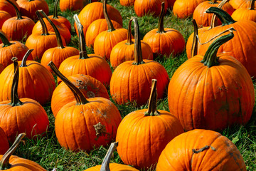 many bright orange pumpkins in a patch on green grass in early autumn