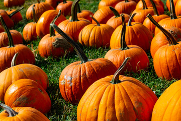 many bright orange pumpkins in a patch on green grass in early autumn