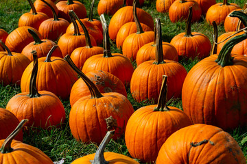 many bright orange pumpkins in a patch on green grass in early autumn