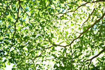 Obraz premium green leaves background