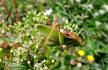 Gros plan de sauterelle cymbalière (tettigonia cantans) dans une prairie fleurie 
