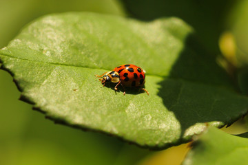 Marienkäfer sitzt im Sommer auf einem grünen Blatt Coccinellidae