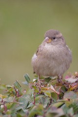 Sparrow sits on a branch of a bush in autumn
