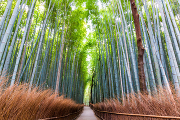 Japanese bamboo forest