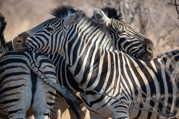 Fototapeta na wymiar Zebras resting in the shade of a tree, South Africa.