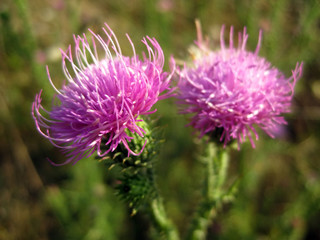 Cirsium pratense (prairie thistle) purple flowers on green background