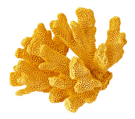 Coral isolated on white background
