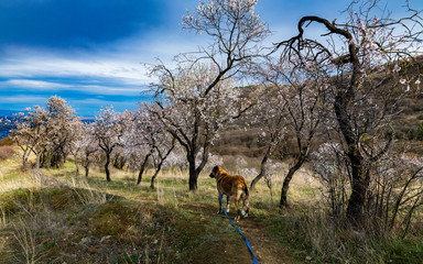 dog walking next to flowering trees