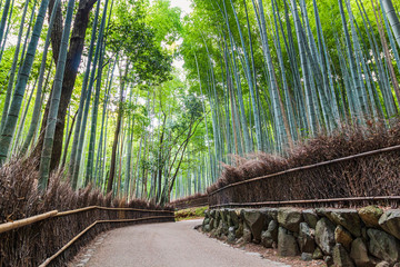 Japanese bamboo forest