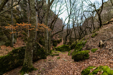 autumn forest