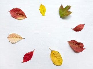 Fototapeta na wymiar Colorful autumn leaves on the white painted wooden background. Top view, flat lay.