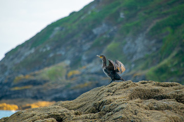 Juvenile Cormorant drying its wings