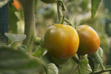 Background with fresh green tomatoes in the garden