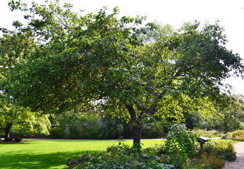 Apple tree in Cambridge botanical garden, descended from Newton's tree